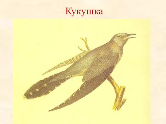 Кукушка