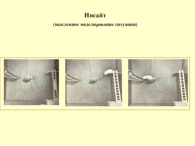 Инсайт (мысленное моделирование ситуации)