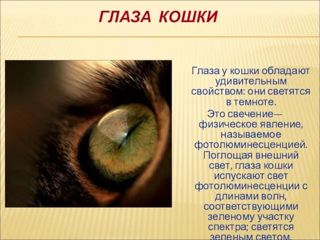 ГЛАЗА КОШКИ Глаза у кошки обладают удивительным свойством: они светятся в темноте.