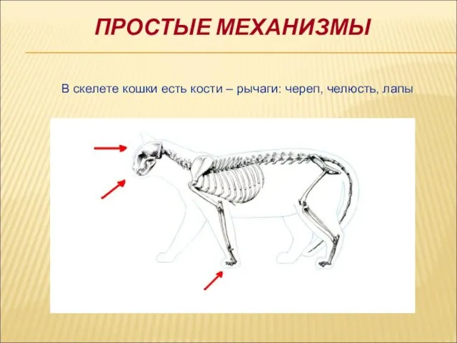 ПРОСТЫЕ МЕХАНИЗМЫ В скелете кошки есть кости – рычаги: череп, челюсть, лапы