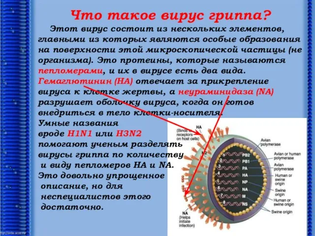 Что такое вирус гриппа? Этот вирус состоит из нескольких элементов, главными из