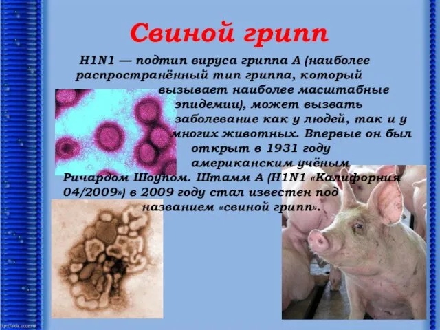 Свиной грипп H1N1 — подтип вируса гриппа А (наиболее распространённый тип гриппа,