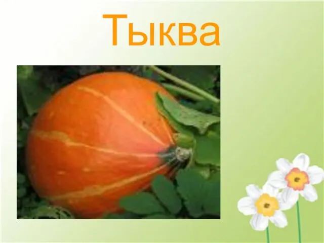 Тыква