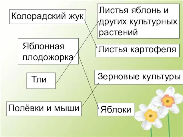 Колорадский жук Яблонная плодожорка Полёвки и мыши Тли Листья яблонь и других