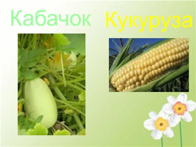 Кабачок Кукуруза