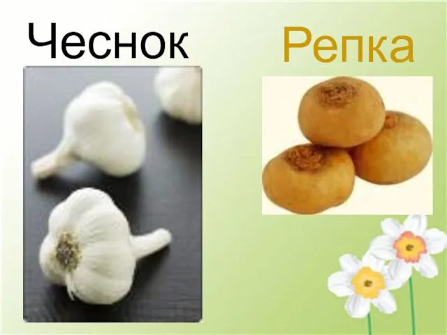 Чеснок Репка