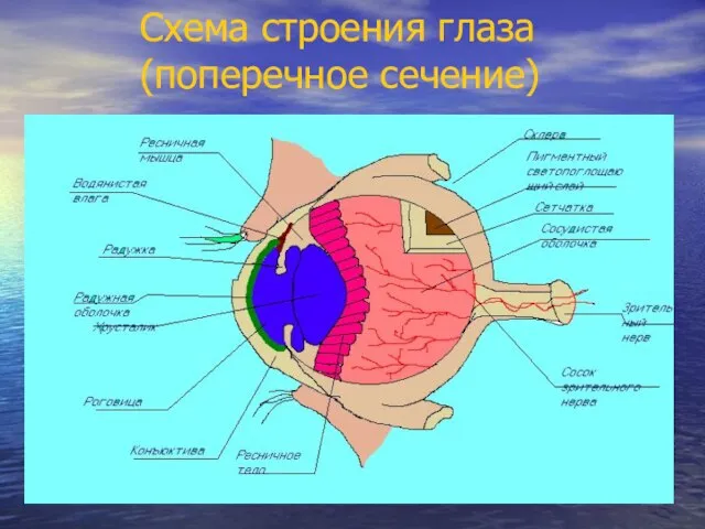 Схема строения глаза (поперечное сечение)