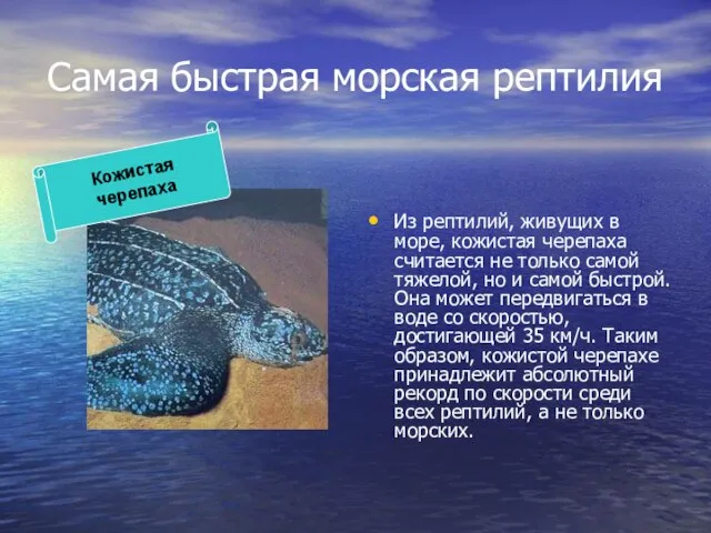 Самая быстрая морская рептилия Из рептилий, живущих в море, кожистая черепаха считается