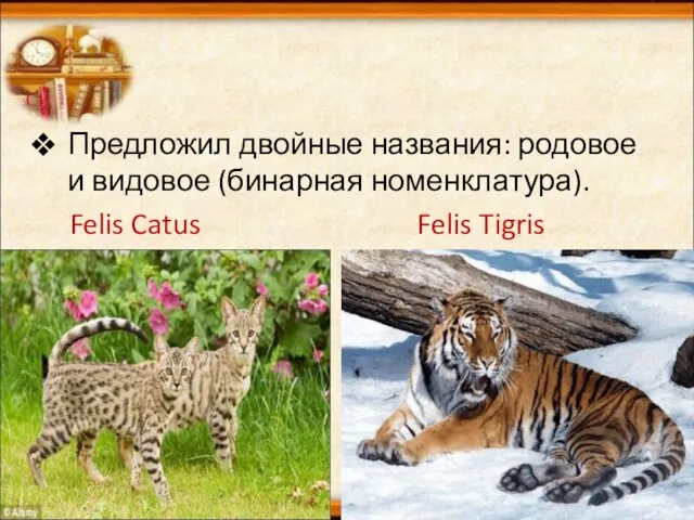 Предложил двойные названия: родовое и видовое (бинарная номенклатура). Felis Catus Felis Tigris