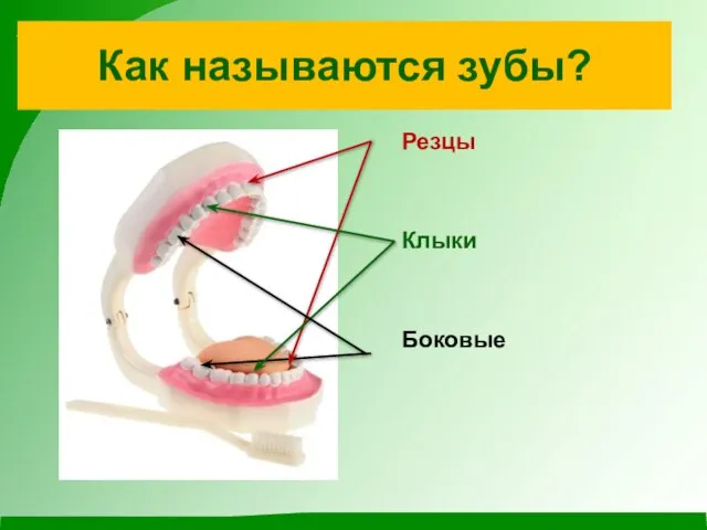 Как называются зубы? Резцы Клыки Боковые