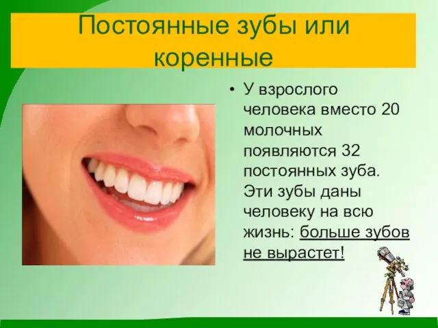 Постоянные зубы или коренные У взрослого человека вместо 20 молочных появляются 32