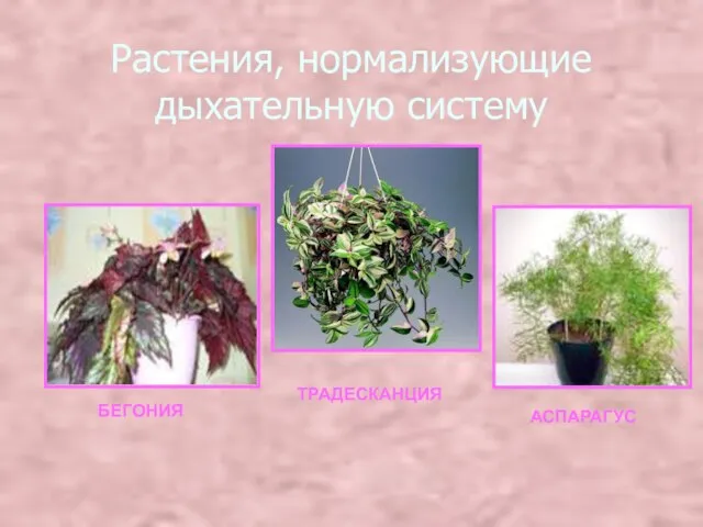 Растения, нормализующие дыхательную систему БЕГОНИЯ ТРАДЕСКАНЦИЯ АСПАРАГУС