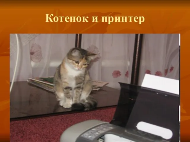 Котенок и принтер