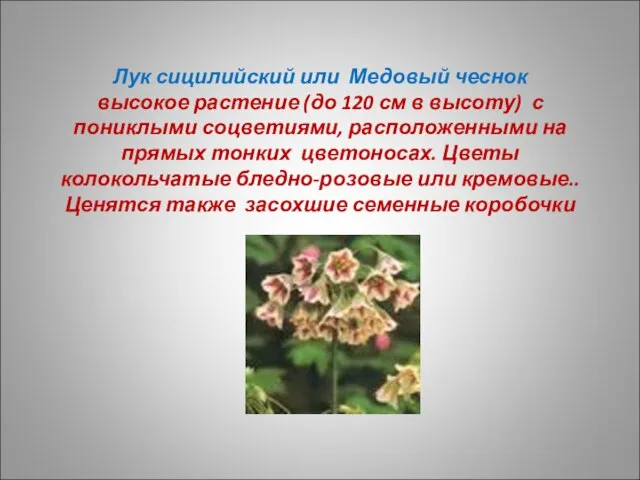 Лук сицилийский или Медовый чеснок высокое растение (до 120 см в высоту)