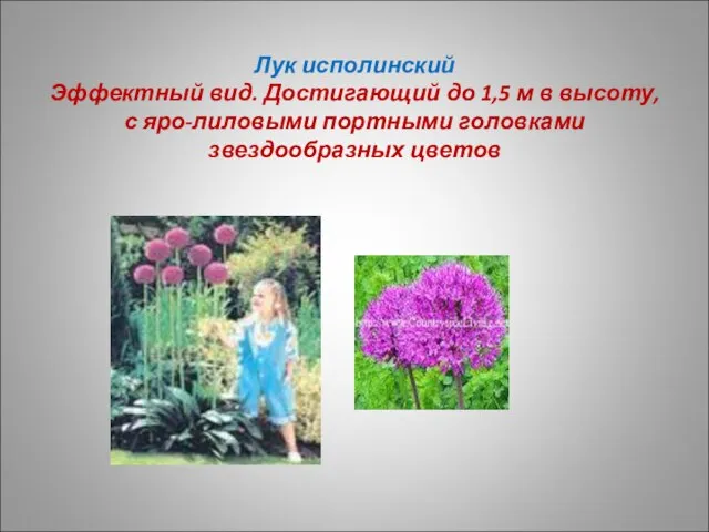 Лук исполинский Эффектный вид. Достигающий до 1,5 м в высоту, с яро-лиловыми портными головками звездообразных цветов