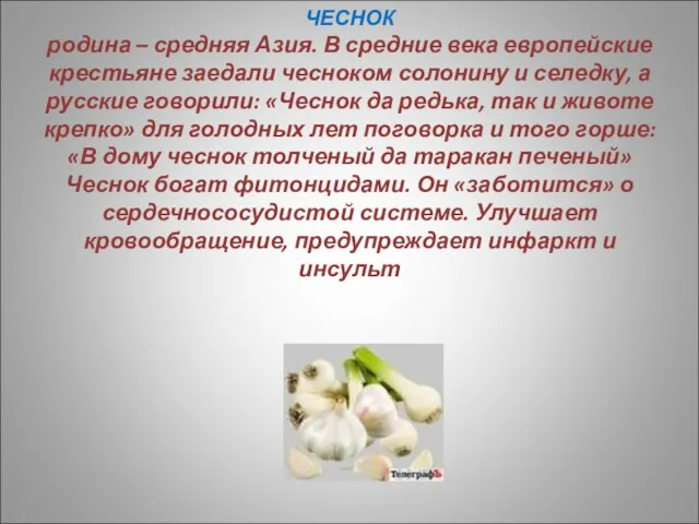 ЧЕСНОК родина – средняя Азия. В средние века европейские крестьяне заедали чесноком