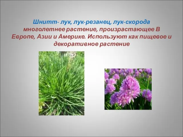 Шнитт- лук, лук-резанец, лук-скорода многолетнее растение, произрастающее В Европе, Азии и Америке.