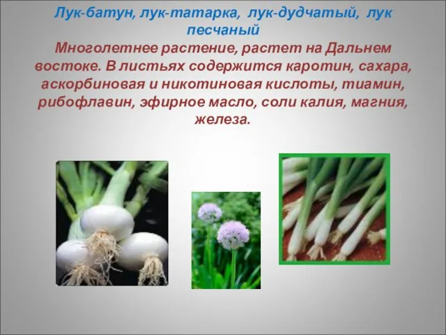 Лук-батун, лук-татарка, лук-дудчатый, лук песчаный Многолетнее растение, растет на Дальнем востоке. В