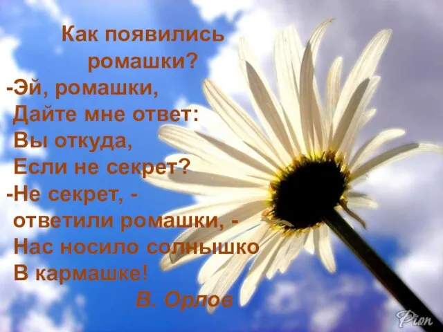 Как появились ромашки? Эй, ромашки, Дайте мне ответ: Вы откуда, Если не