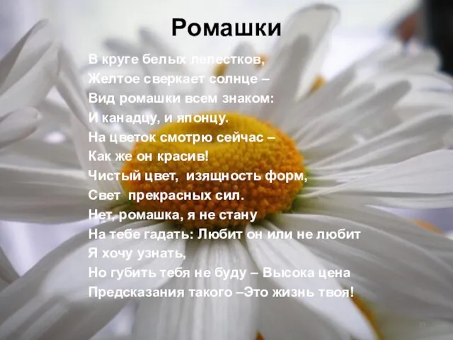 Ромашки В круге белых лепестков, Желтое сверкает солнце – Вид ромашки всем