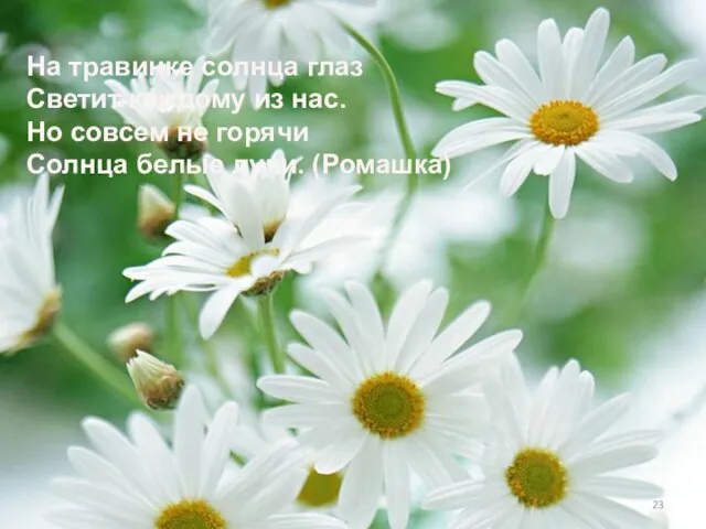 На травинке солнца глаз Светит каждому из нас. Но совсем не горячи Солнца белые лучи. (Ромашка)