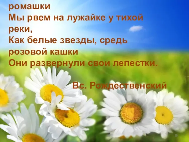 Знакомые с детства родные ромашки Мы рвем на лужайке у тихой реки,