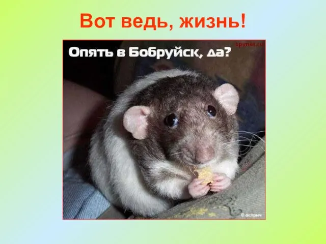 Вот ведь, жизнь!