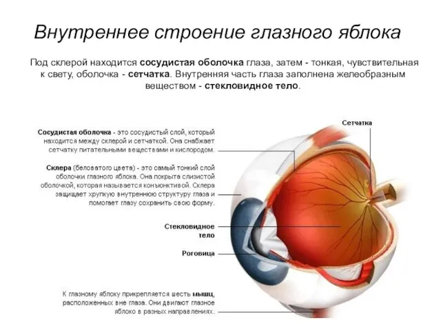 Внутреннее строение глазного яблока Под склерой находится сосудистая оболочка глаза, затем -