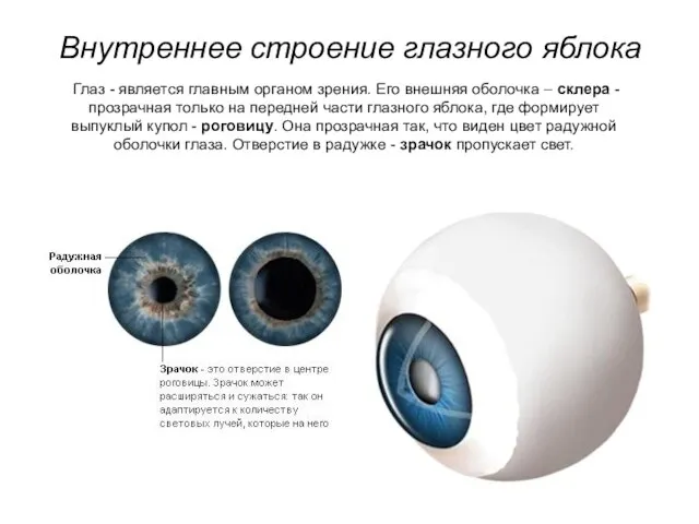 Внутреннее строение глазного яблока Глаз - является главным органом зрения. Его внешняя