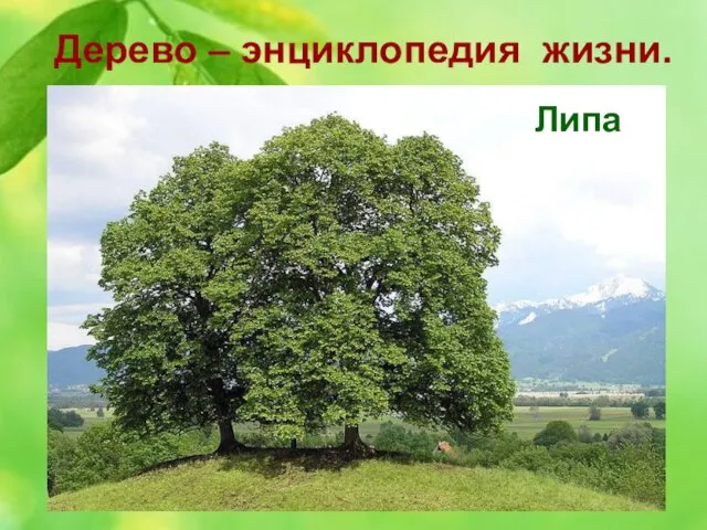 Дерево – энциклопедия жизни. 6. За нежный красивый облик это дерево древние