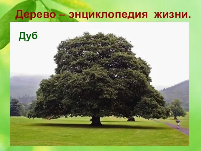 Дерево – энциклопедия жизни. 10. Это дерево считается священным для многих народов,