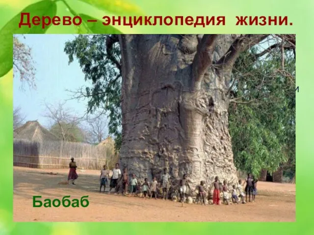 Дерево – энциклопедия жизни. 12. Hа африканском континенте это дерево в большом