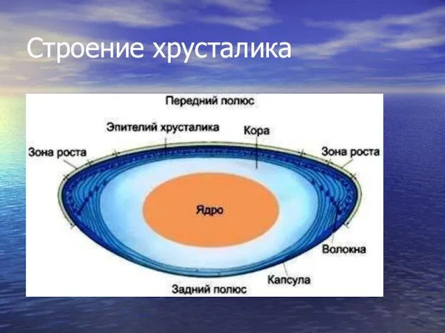 Строение хрусталика