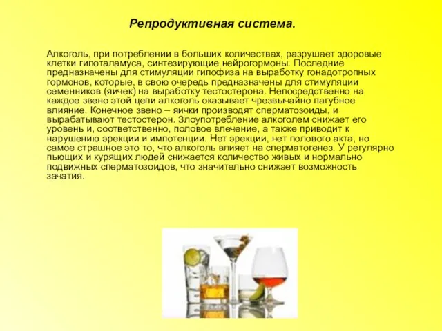 Репродуктивная система. Алкоголь, при потреблении в больших количествах, разрушает здоровые клетки гипоталамуса,