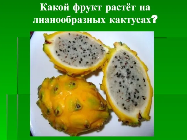 Какой фрукт растёт на лианообразных кактусах?