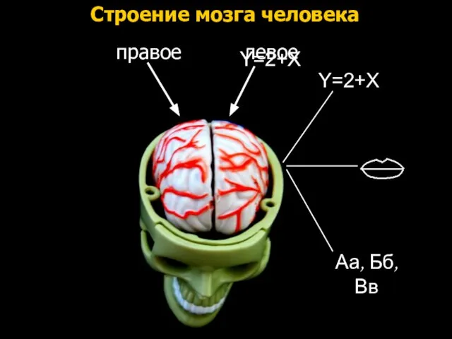 Аа, Бб, Вв Y=2+X правое Y=2+X левое Строение мозга человека