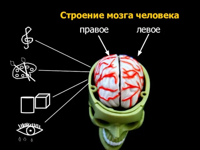 правое левое Строение мозга человека