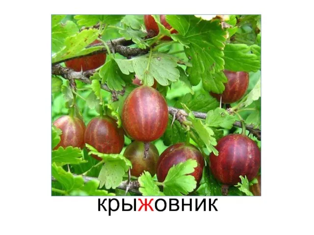 крыжовник