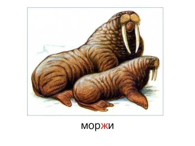 моржи