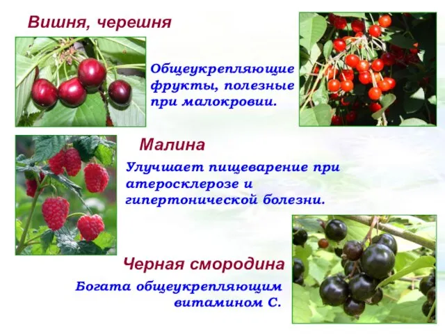 Вишня, черешня Общеукрепляющие фрукты, полезные при малокровии. Малина Улучшает пищеварение при атеросклерозе