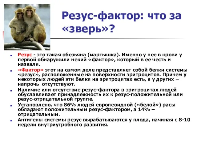 Резус-фактор: что за «зверь»? Резус - это такая обезьяна (мартышка). Именно у