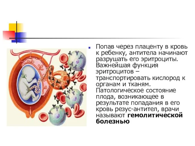 Попав через плаценту в кровь к ребенку, антитела начинают разрушать его эритроциты.