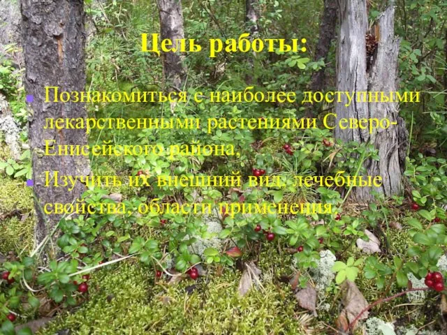 Цель работы: Познакомиться с наиболее доступными лекарственными растениями Северо-Енисейского района, Изучить их