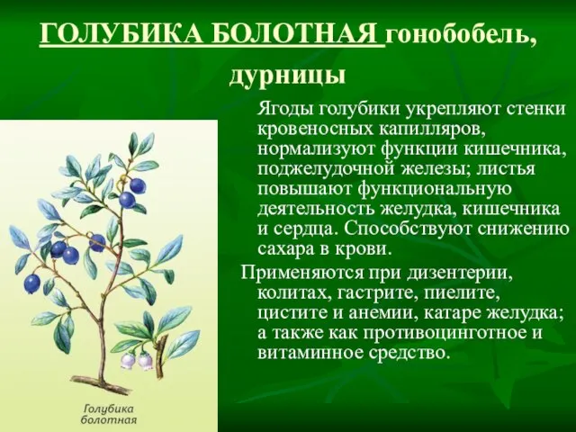 ГОЛУБИКА БОЛОТНАЯ гонобобель, дурницы Ягоды голубики укрепляют стенки кровеносных капилляров, нормализуют функции