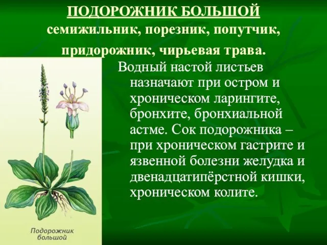 ПОДОРОЖНИК БОЛЬШОЙ семижильник, порезник, попутчик, придорожник, чирьевая трава. Водный настой листьев назначают