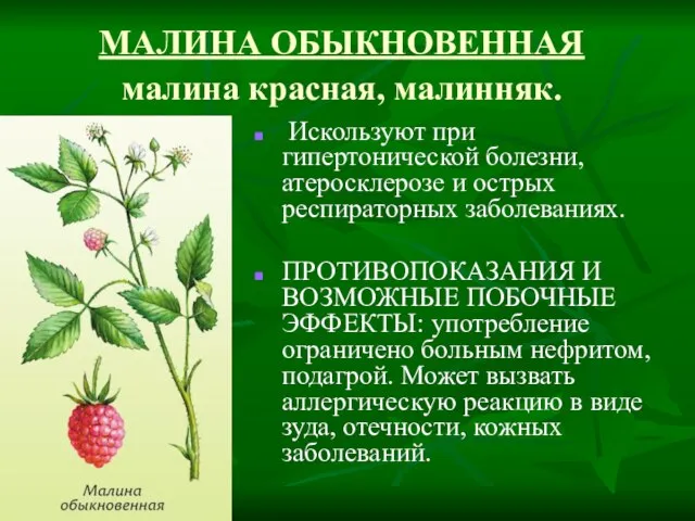 МАЛИНА ОБЫКНОВЕННАЯ малина красная, малинняк. Искользуют при гипертонической болезни, атеросклерозе и острых