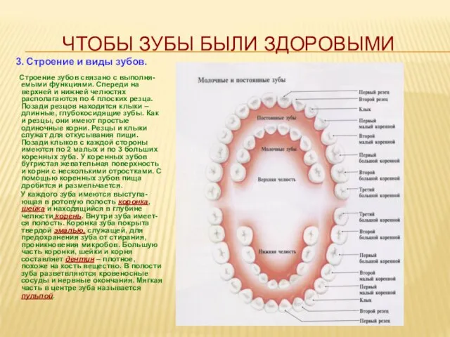 ЧТОБЫ ЗУБЫ БЫЛИ ЗДОРОВЫМИ 3. Строение и виды зубов. Строение зубов связано