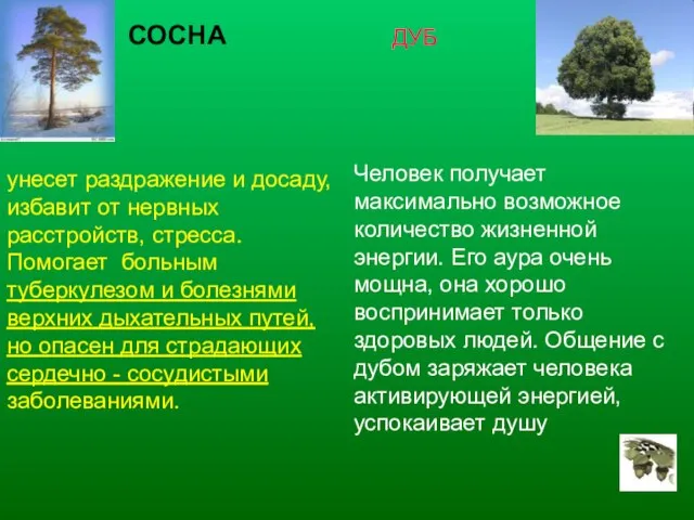 СОСНА унесет раздражение и досаду, избавит от нервных расстройств, стресса. Помогает больным