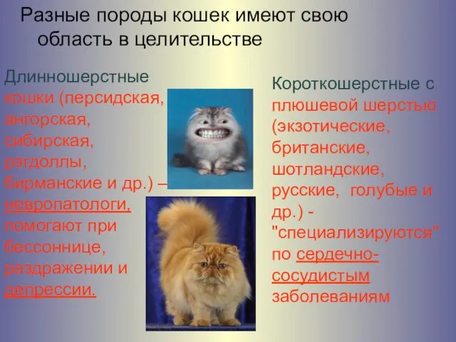 Разные породы кошек имеют свою область в целительстве Длинношерстные кошки (персидская, ангорская,