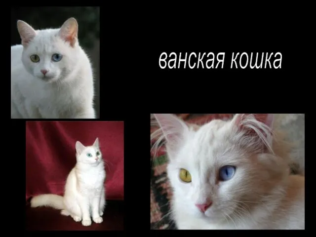 ванская кошка